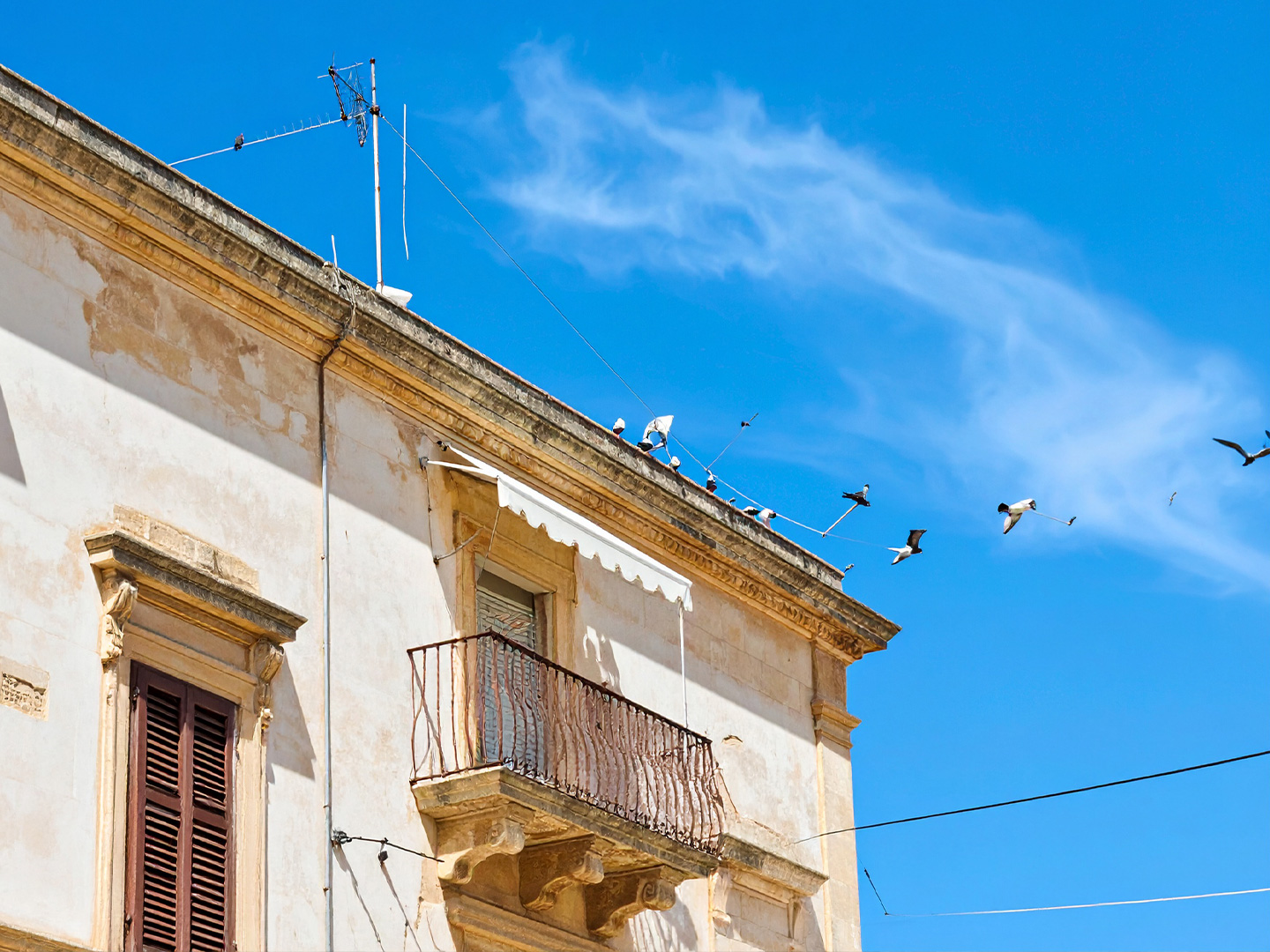 Allontanamento Volatili a Lecce